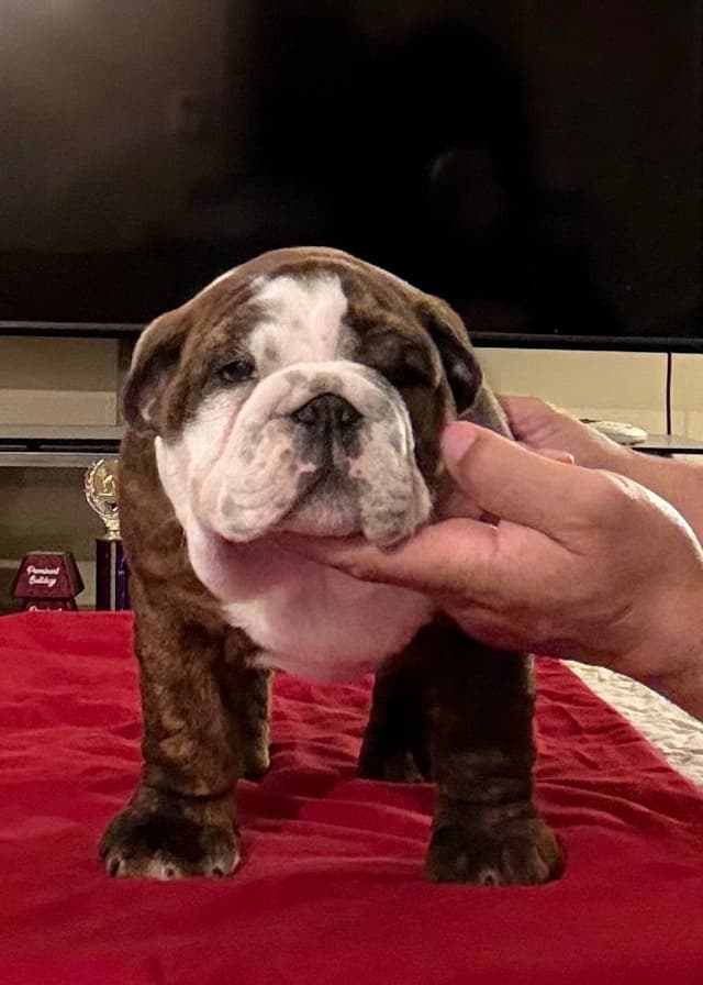Bulldog Puppies  Please Call 586-770-7439 media 6