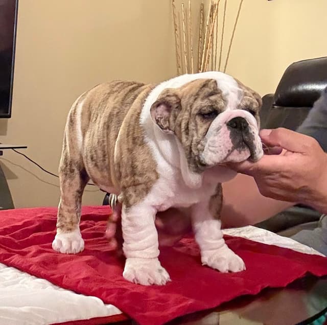 Bulldog Puppies  Please Call 586-770-7439 media 5