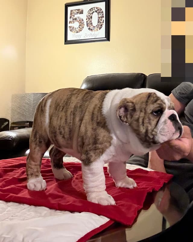 Bulldog Puppies  Please Call 586-770-7439 media 14
