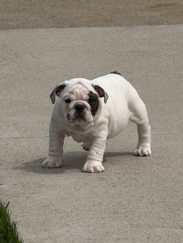 Bulldog Puppies Call 586-770-7439 media 7