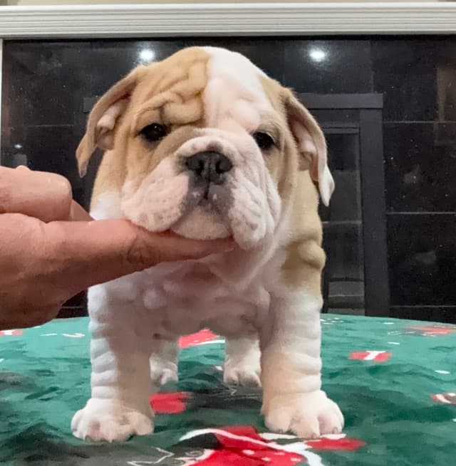 Bulldog Puppies Call 586-770-7439 media 8