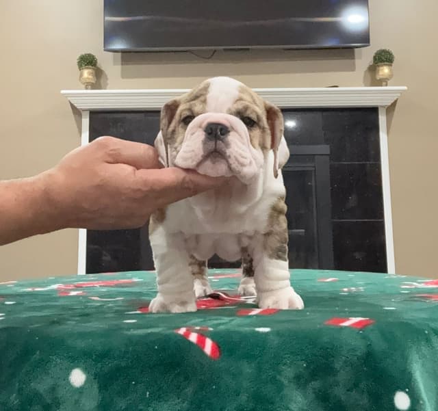 Bulldog Puppies Call 586-770-7439 media 9