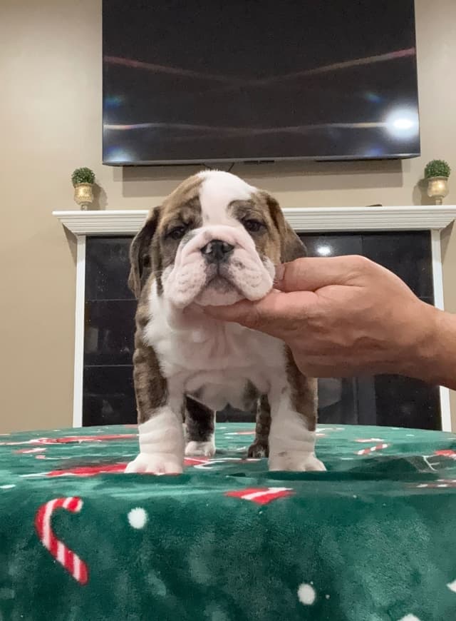 Bulldog Puppies Call 586-770-7439 media 10