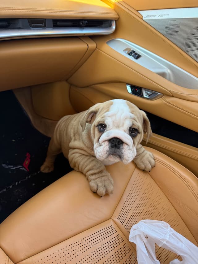Bulldog Puppies Call 586-770-7439 media 11