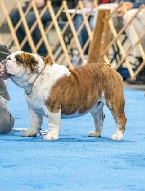 Bulldog Puppies Call 586-770-7439 media 12