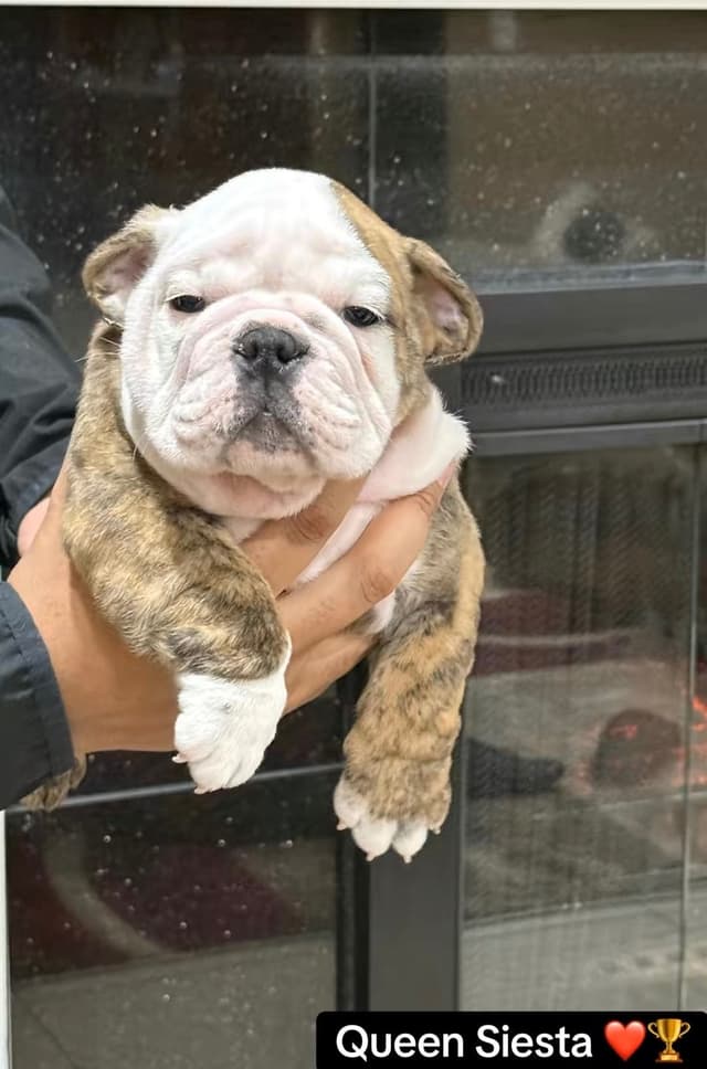 Bulldog Puppies Call 586-770-7439 media 13