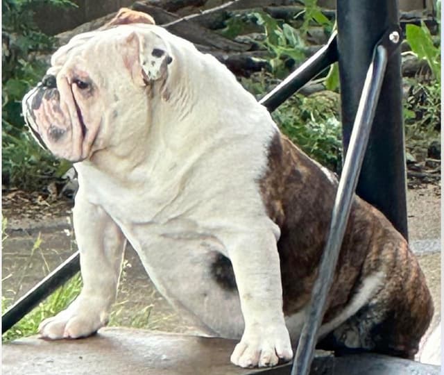 Bulldog Puppies Call 586-770-7439 media 14