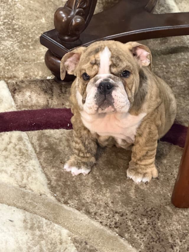 Bulldog Puppies Call 586-770-7439 media 15