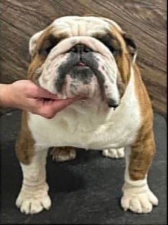 Bulldog Puppies Call 586-770-7439 media 3