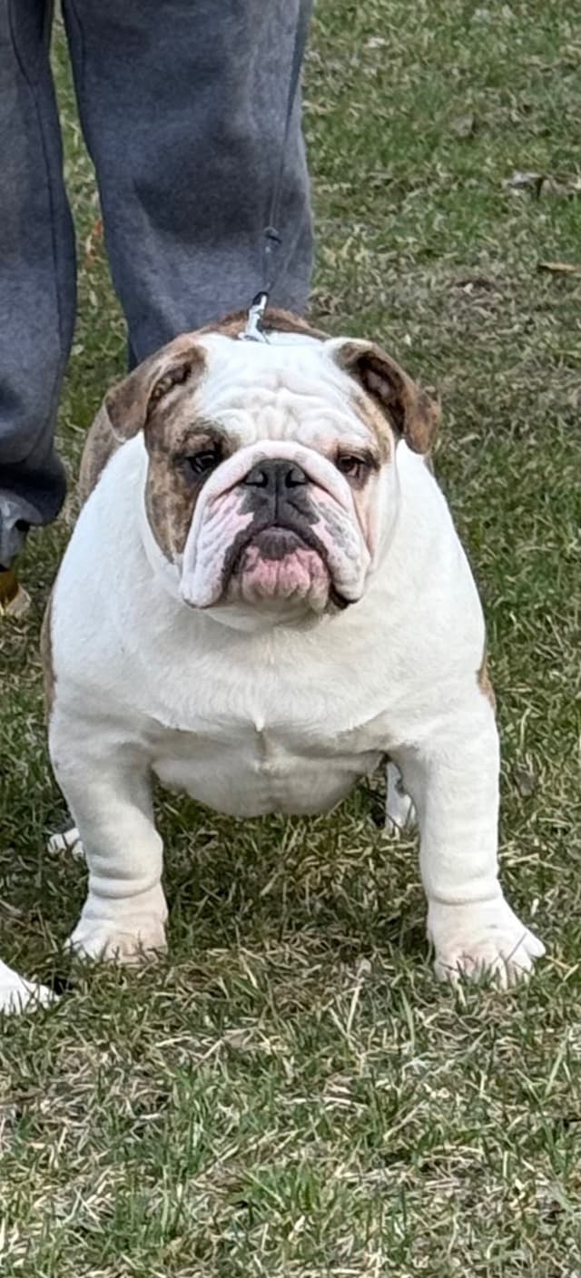 Bulldog Puppies  Please Call 586-770-7439 media 16