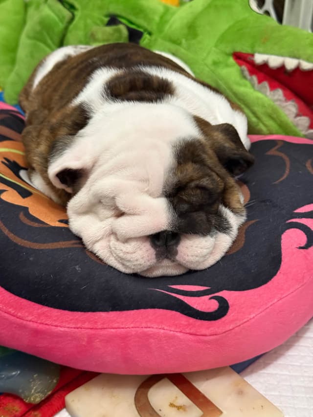 Bulldog Puppies  Please Call 586-770-7439 media 17