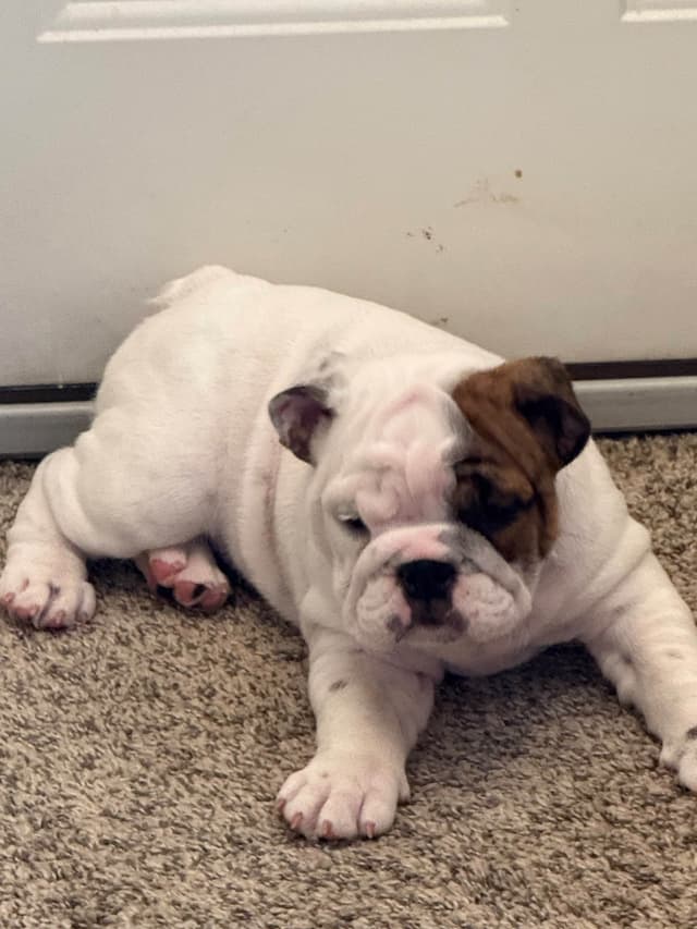 Bulldog Puppies  Please Call 586-770-7439 media 18