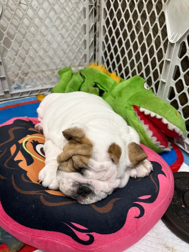 Bulldog Puppies  Please Call 586-770-7439 media 19