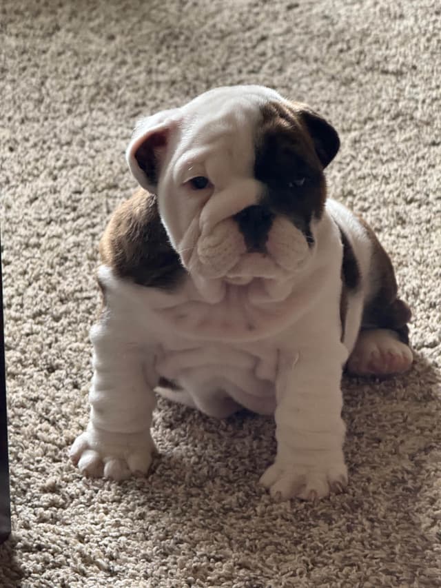 Bulldog Puppies  Please Call 586-770-7439 media 21