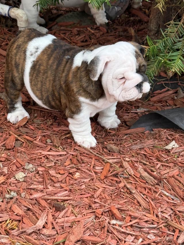 Bulldog Puppies  Please Call 586-770-7439 media 23