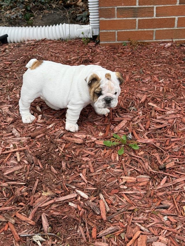 Bulldog Puppies  Please Call 586-770-7439 media 22