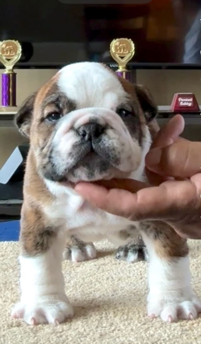 Bulldog Puppies  Please Call 586-770-7439 media 25