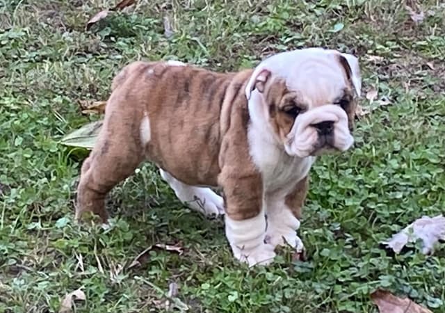 Bulldog Puppies  Please Call 586-770-7439 media 26