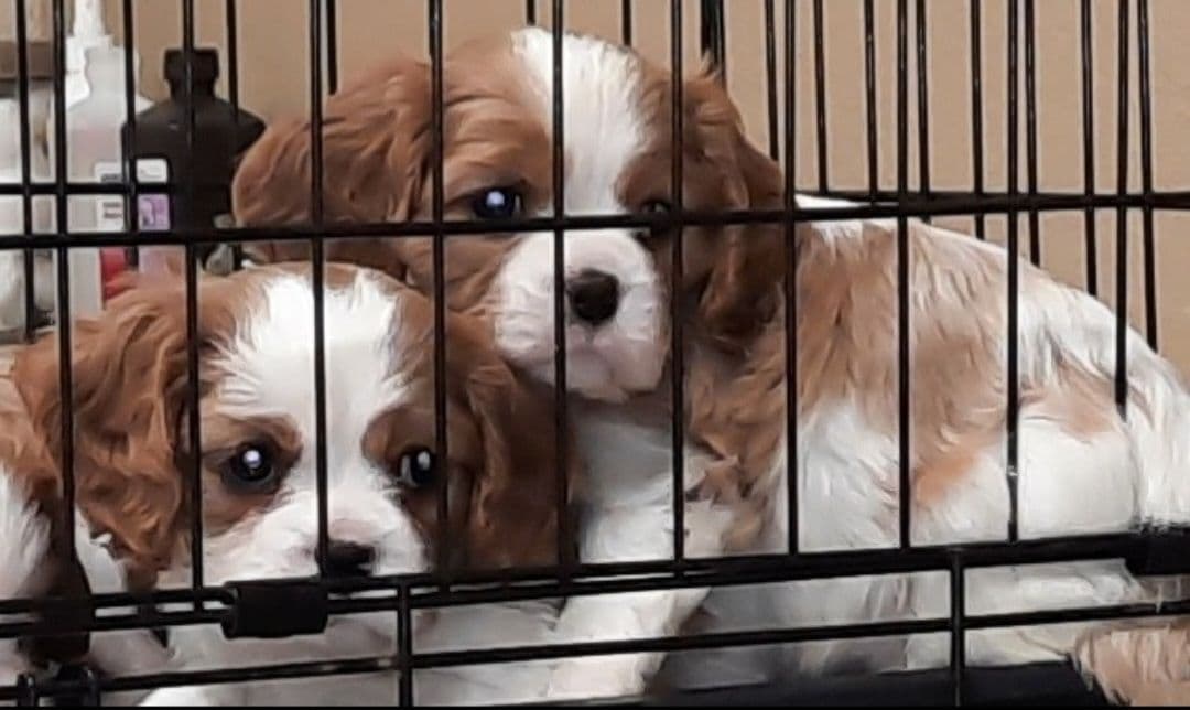 Cavalier King Charles Spaniel Puppies breeder image 1