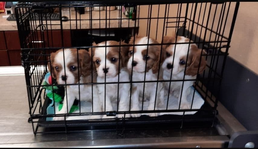 Cavalier King Charles Spaniel Puppies breeder image 2