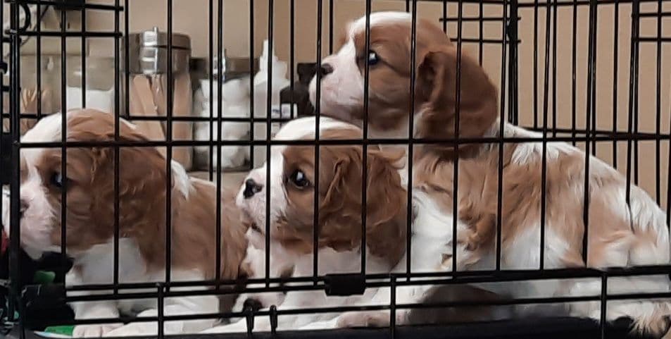 Cavalier King Charles Spaniel Puppies breeder image 3