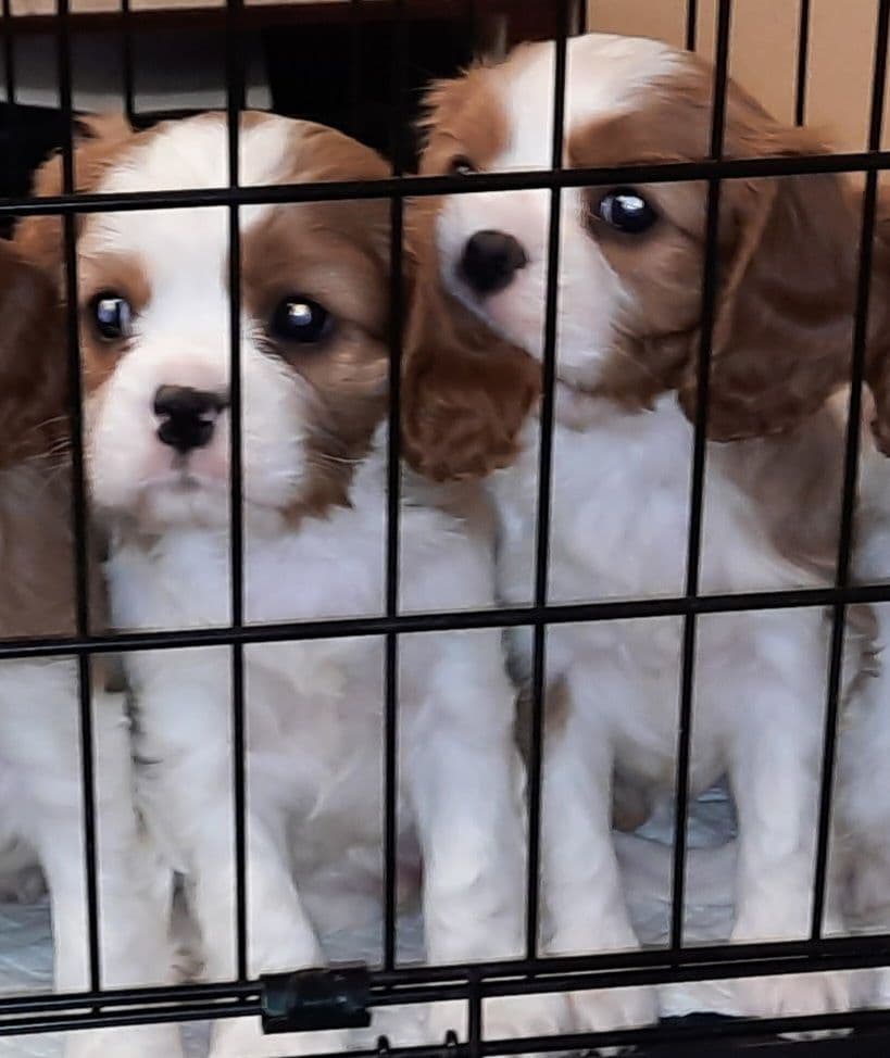 Cavalier King Charles Spaniel Puppies breeder image 4