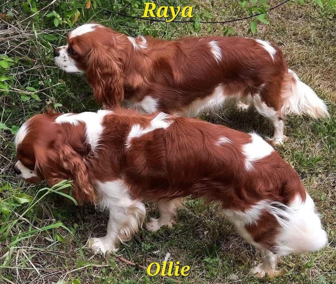 Cavalier King Charles Spaniel Puppies breeder image 5