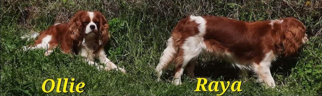 Cavalier King Charles Spaniel Puppies breeder image 6