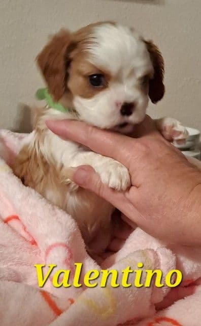 Cavalier King Charles Spaniel Puppies breeder image 8