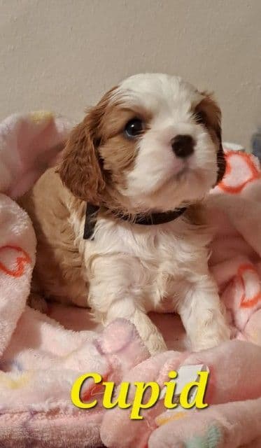 Cavalier King Charles Spaniel Puppies breeder image 7