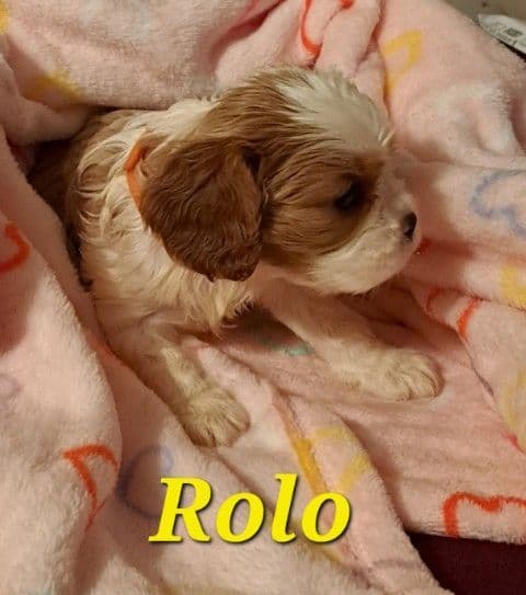 Cavalier King Charles Spaniel Puppies breeder image 9