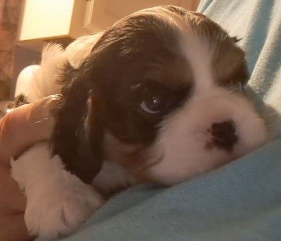 Cavalier King Charles Spaniel Puppies breeder image 10