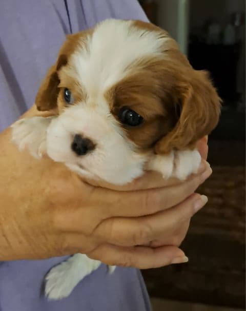 Cavalier King Charles Spaniel Puppies breeder image 11
