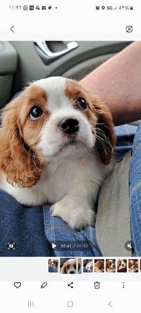 Cavalier King Charles Spaniel Puppies breeder image 13