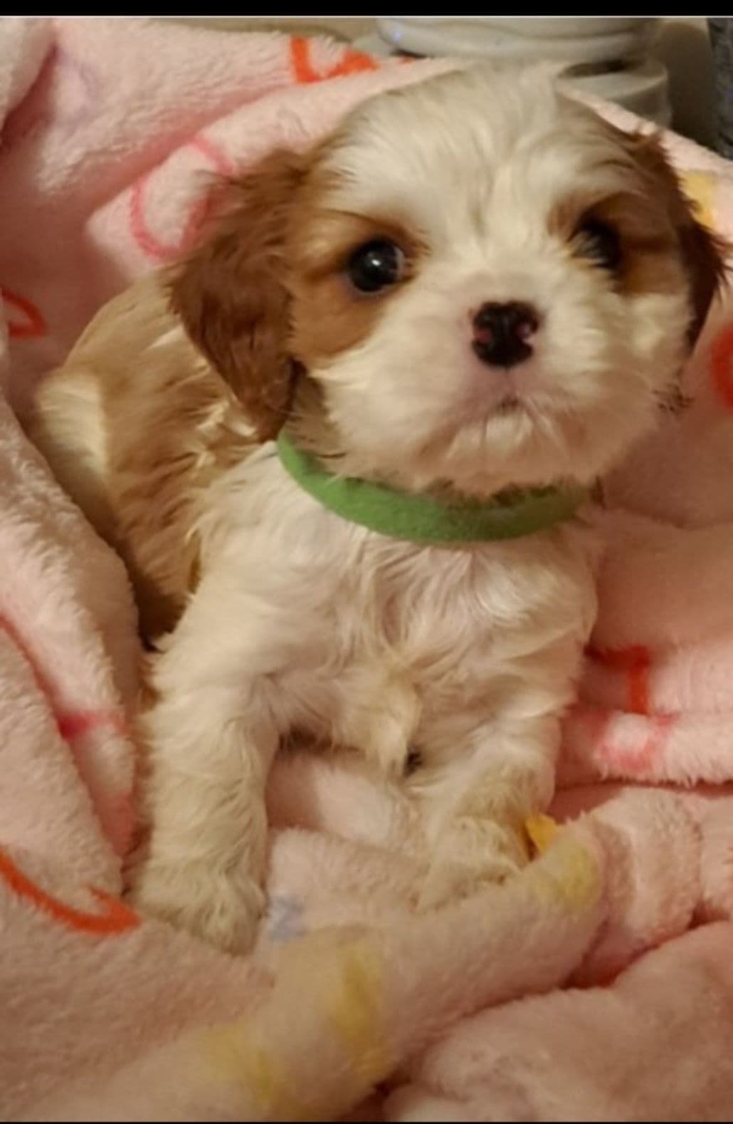 Cavalier King Charles Spaniel Puppies breeder image 14