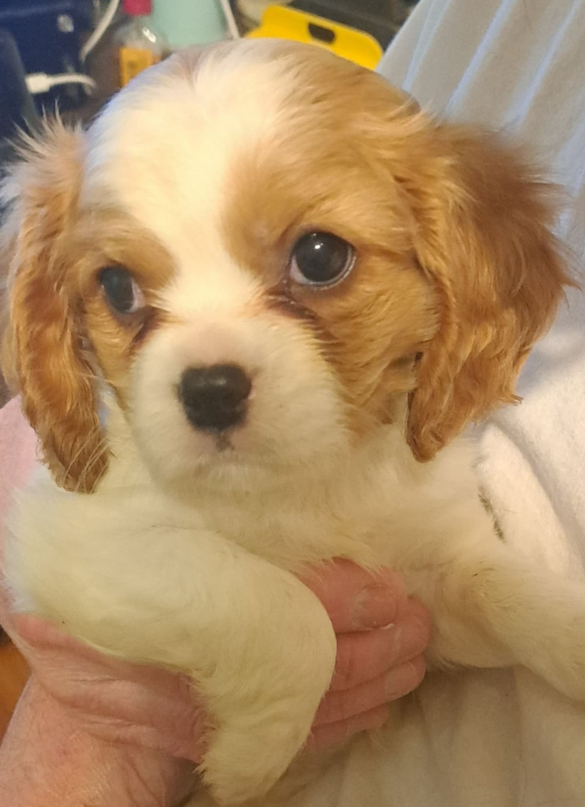 Cavalier King Charles Spaniel Puppies breeder image 15