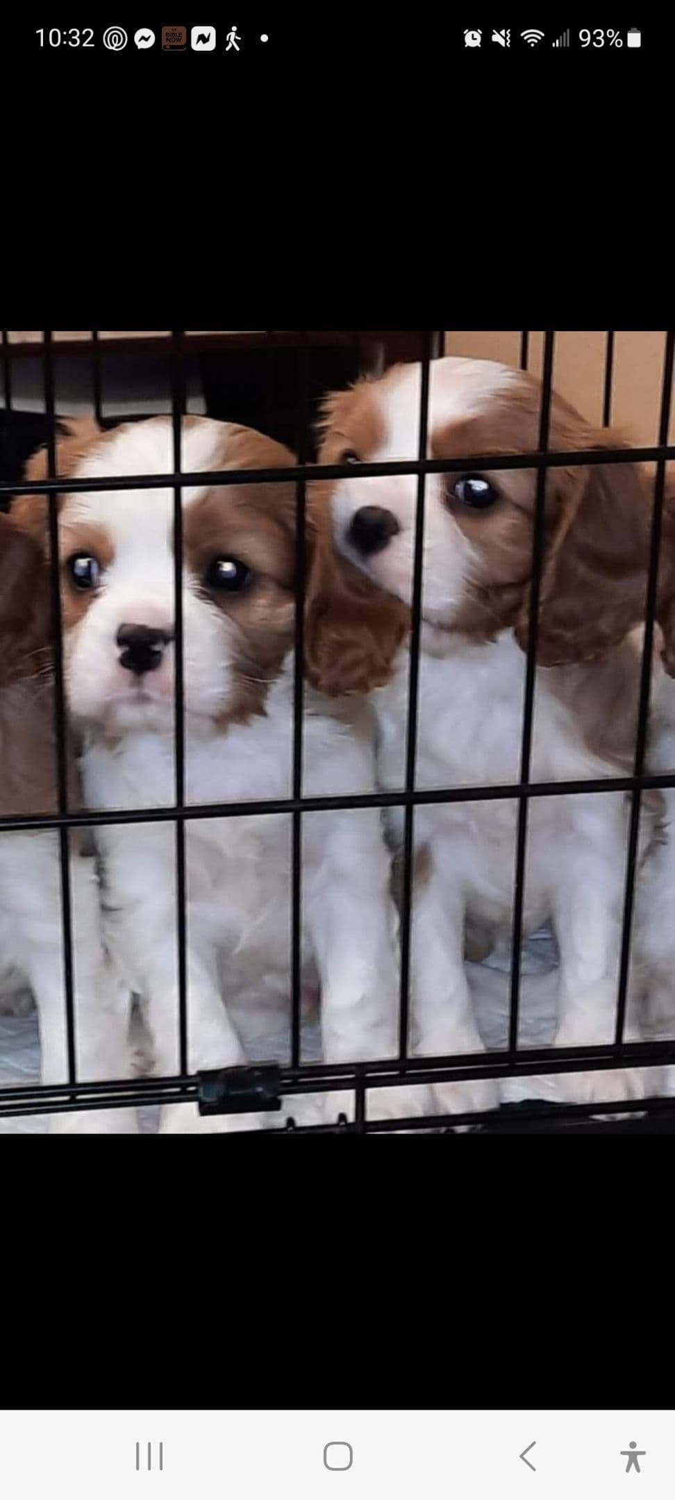 Cavalier King Charles Spaniel Puppies breeder image 16
