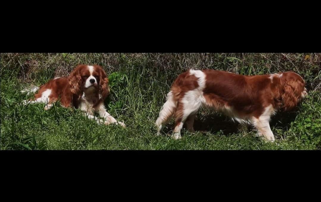 Cavalier King Charles Spaniel Puppies breeder image 17