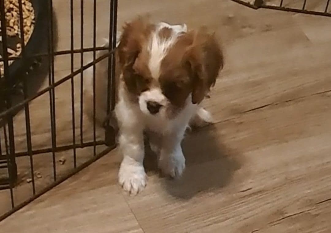 Cavalier King Charles Spaniel Puppies breeder image 18
