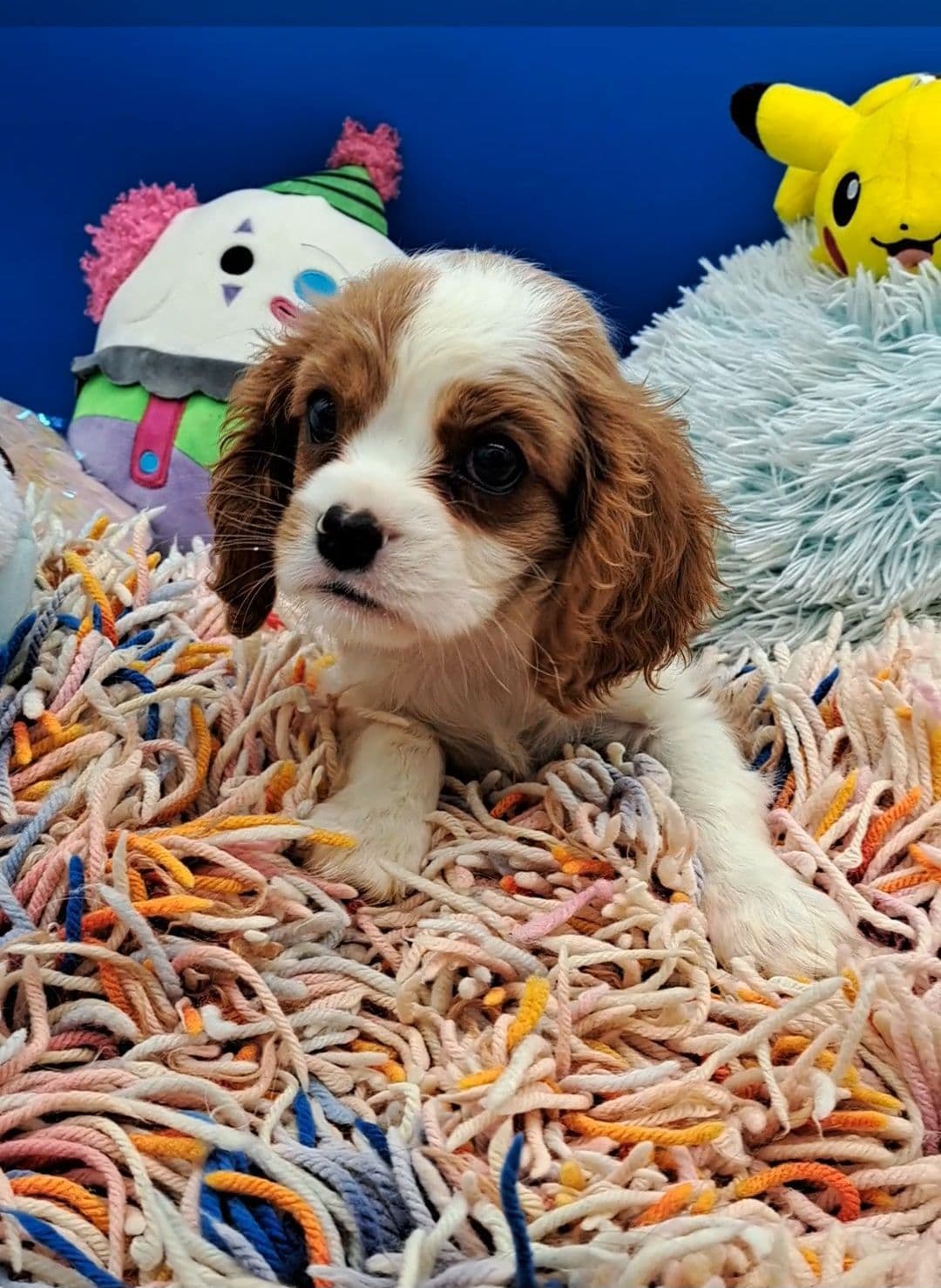 Cavalier King Charles Spaniel Puppies breeder image 19