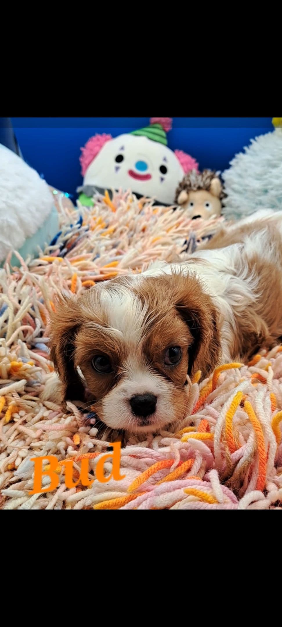 Cavalier King Charles Spaniel Puppies breeder image 21