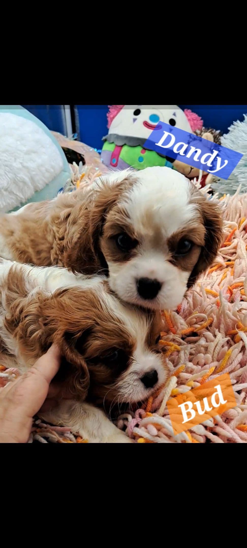 Cavalier King Charles Spaniel Puppies breeder image 20