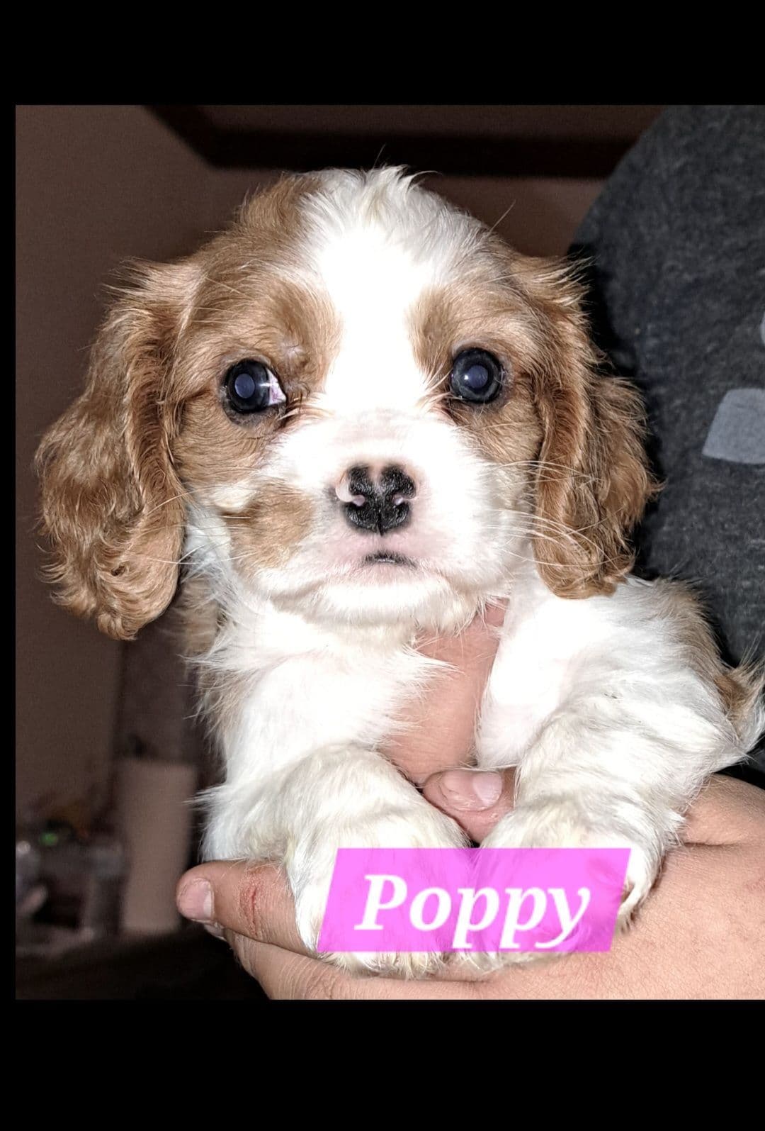 Cavalier King Charles Spaniel Puppies breeder image 22