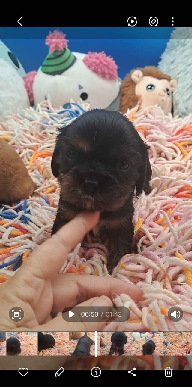 Cavalier King Charles Spaniel Puppies media 2