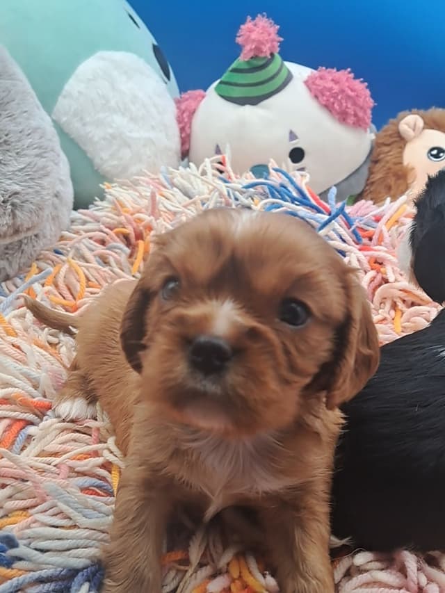Cavalier King Charles Spaniel Puppies media 3