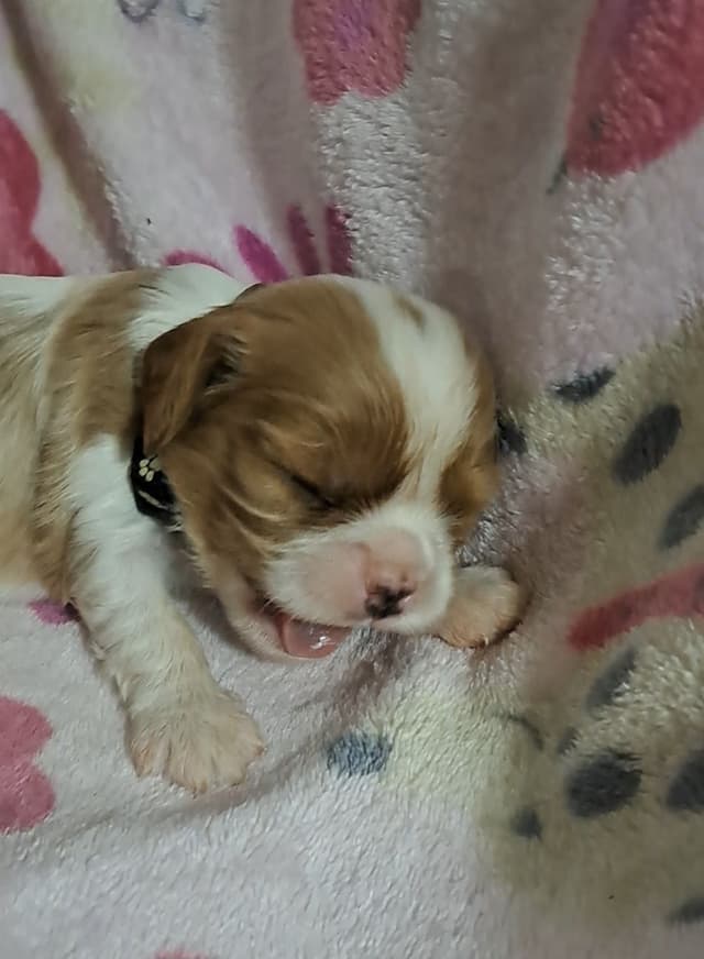 Cavalier King Charles Spaniel Puppies media 5