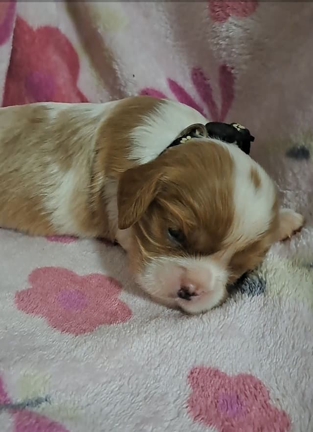 Cavalier King Charles Spaniel Puppies media 6