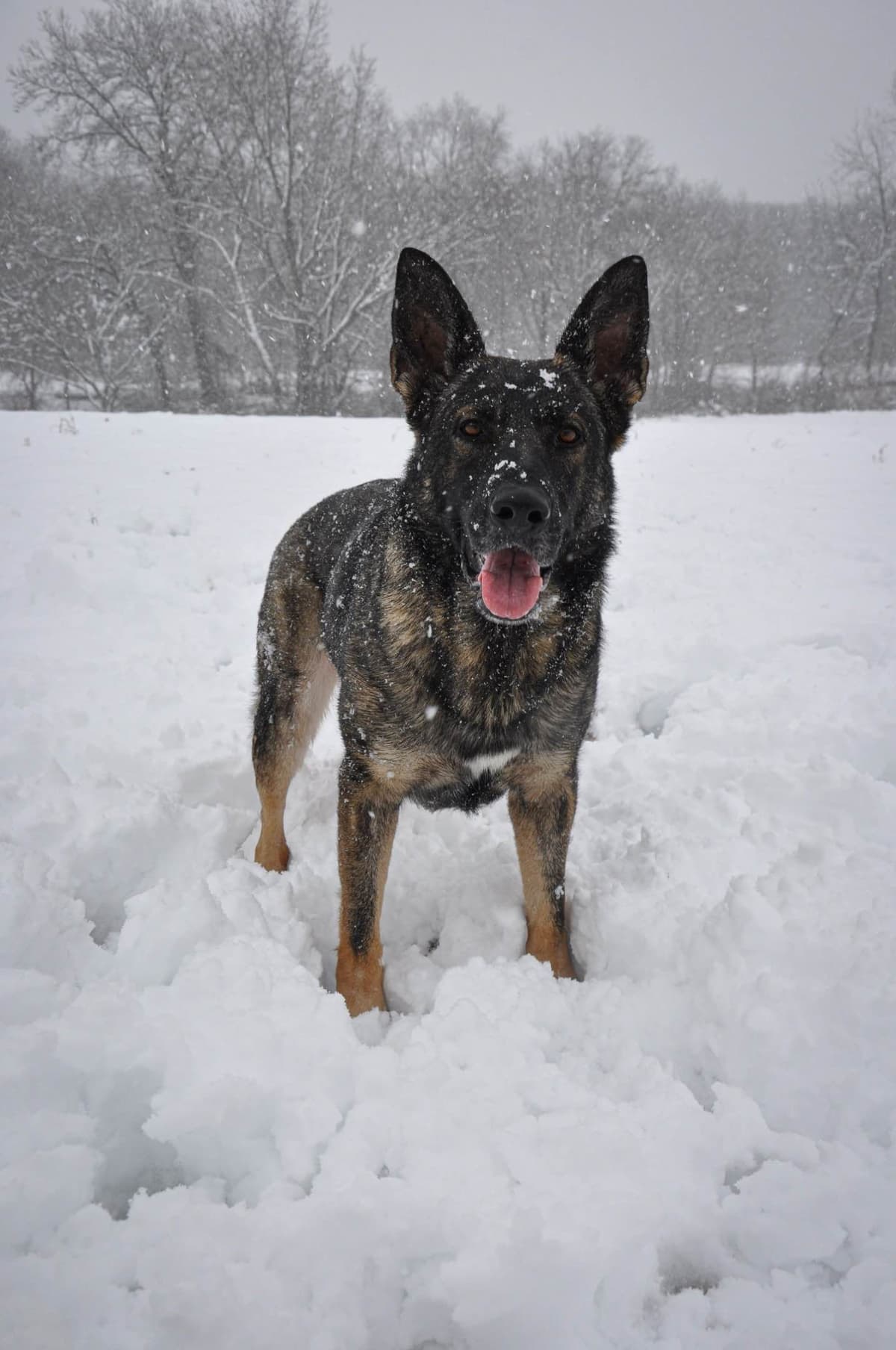 Longcoat German shepherd puppies breeder image 4