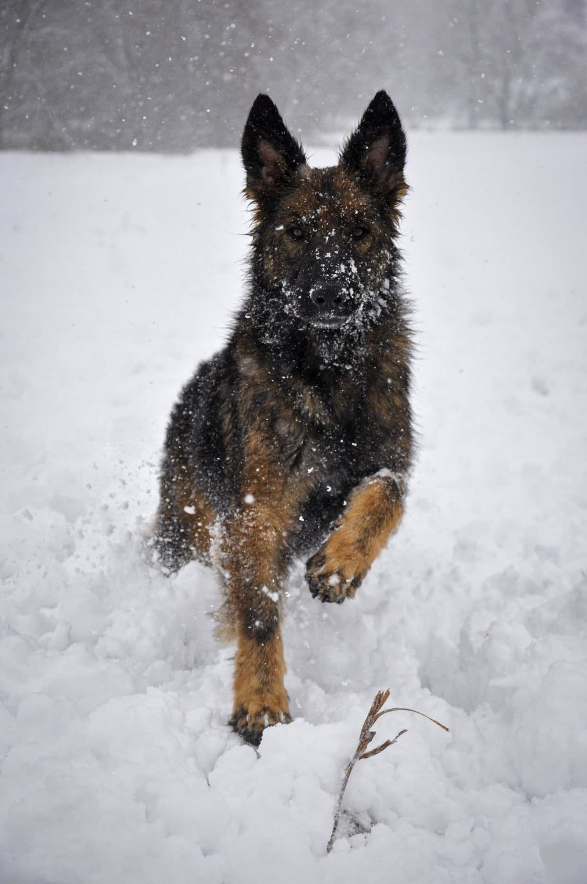 Longcoat German shepherd puppies breeder image 2