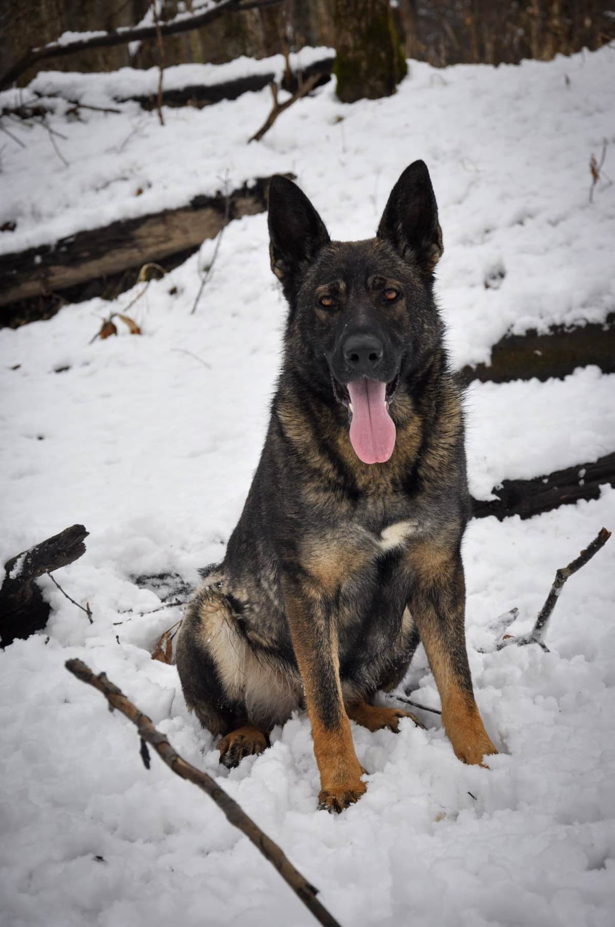 Longcoat German shepherd puppies breeder image 3